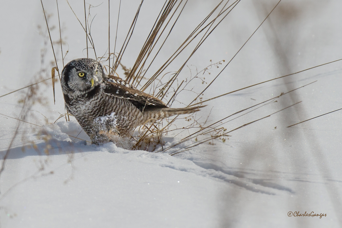 Snow Stomp