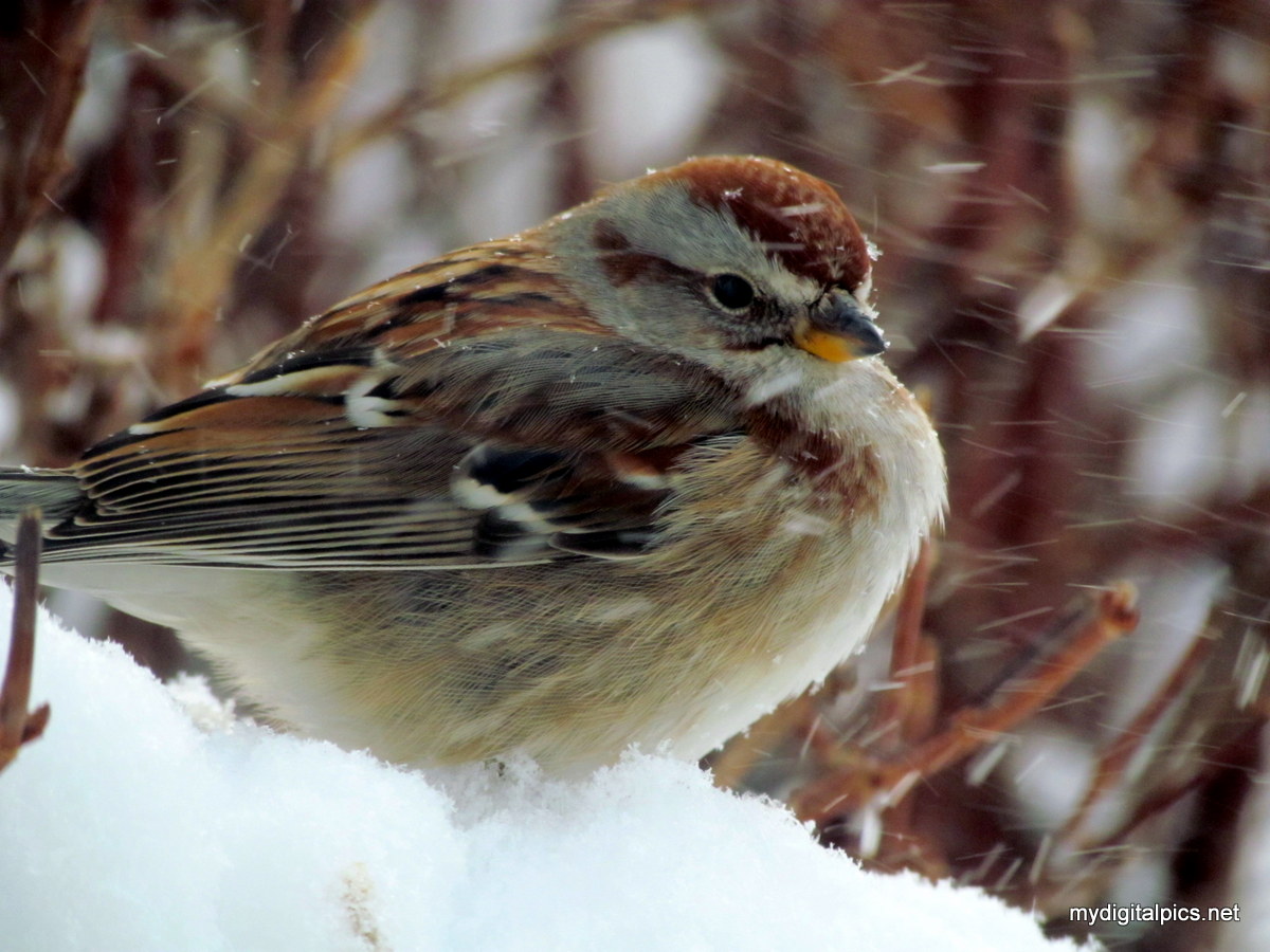Sparrow in the Snow