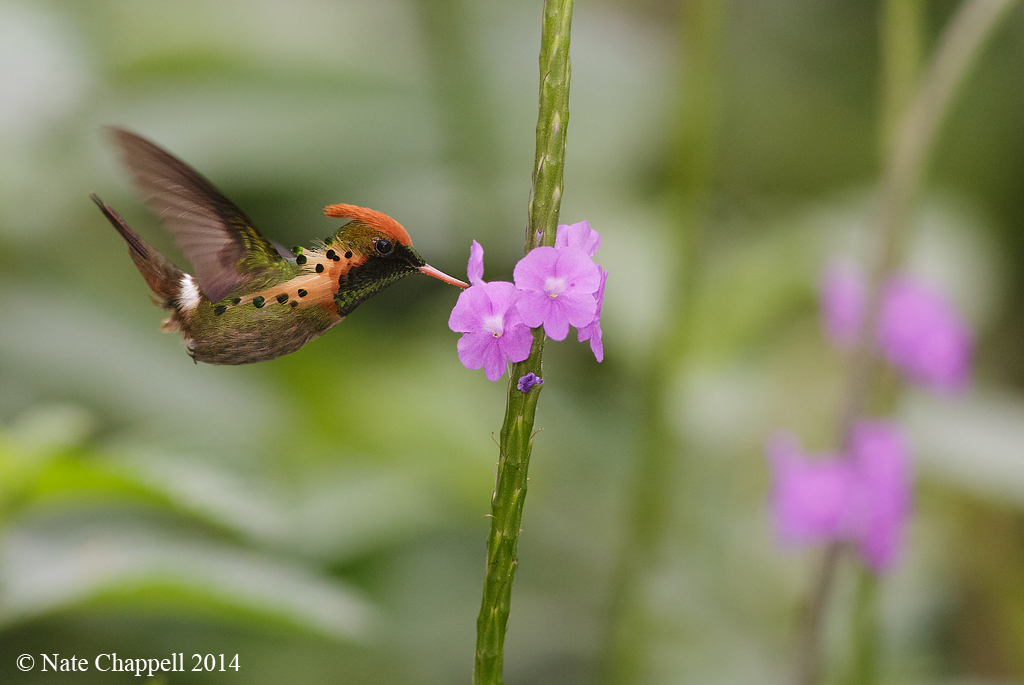 Tufted Coquette