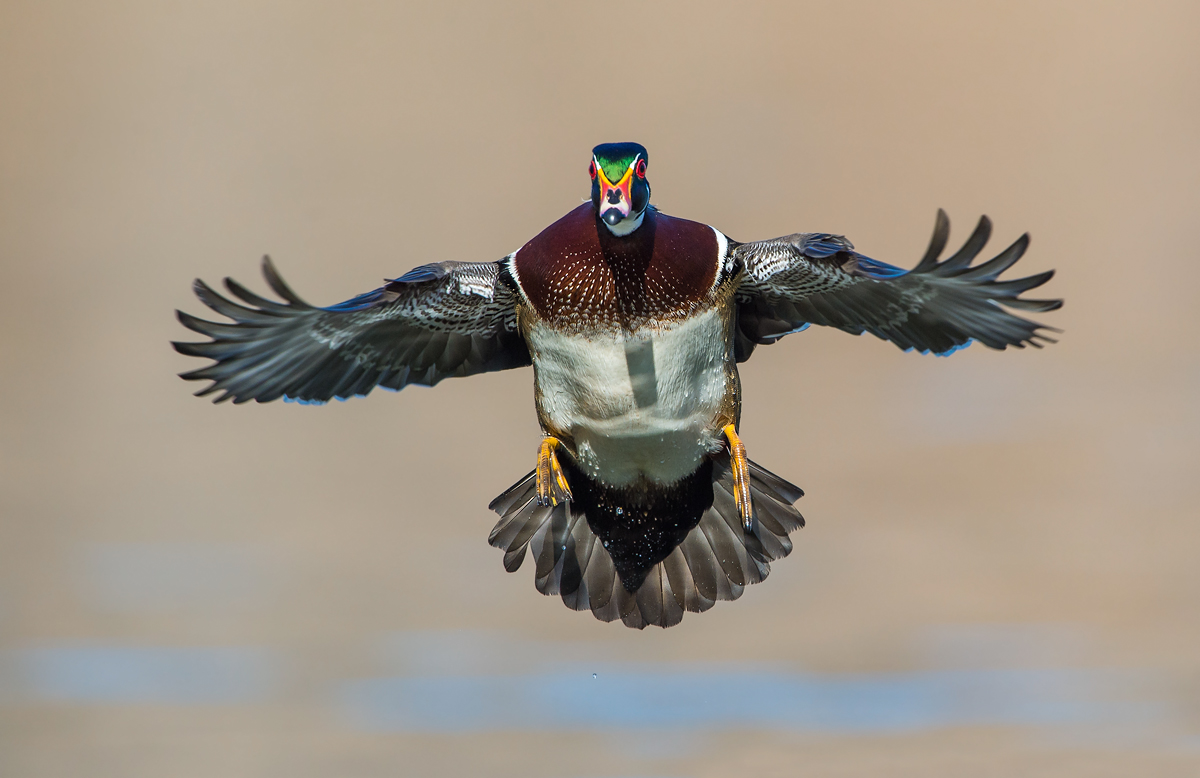 Incoming Wood Duck