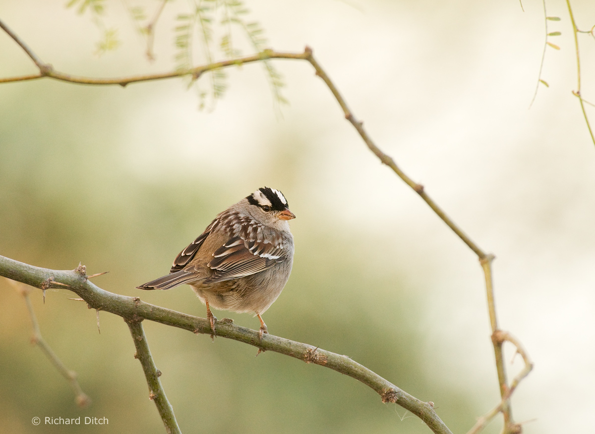 White-crowned Sparrow
