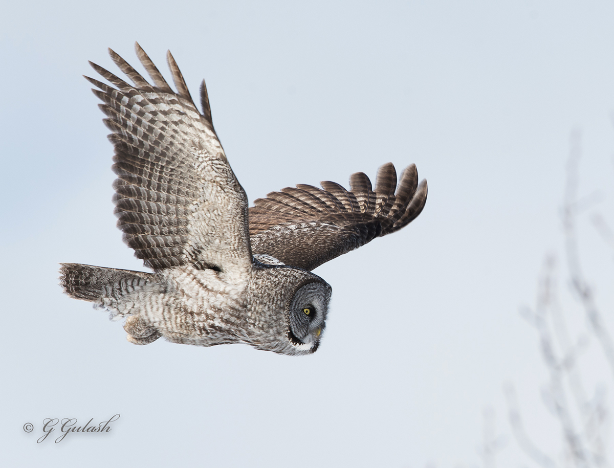 Great Grey