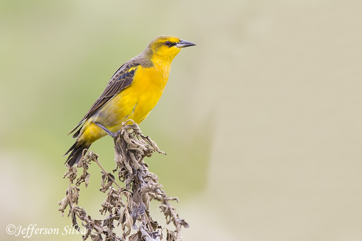 Saffron-cowled Blackbird