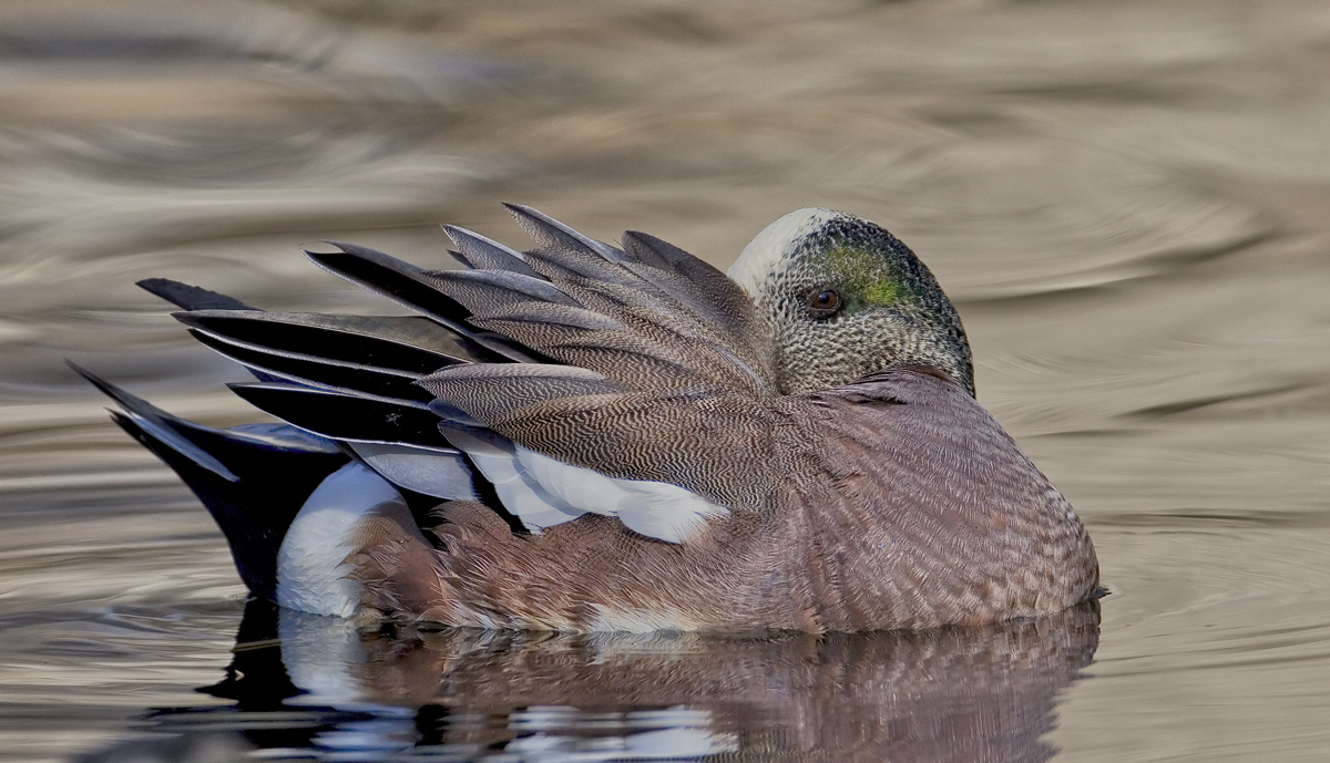 Pick A Boo Widgeon