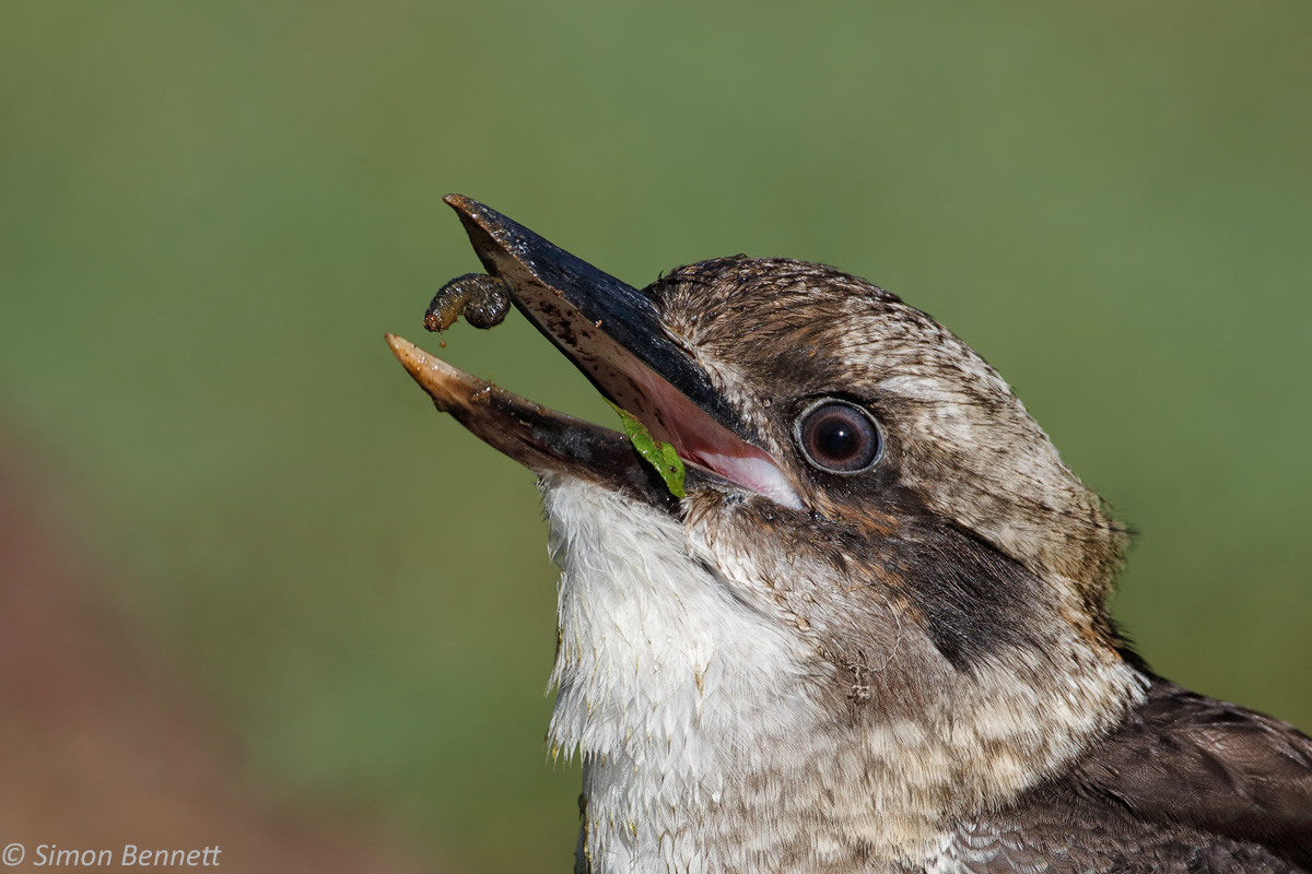 Laughing Kookaburra