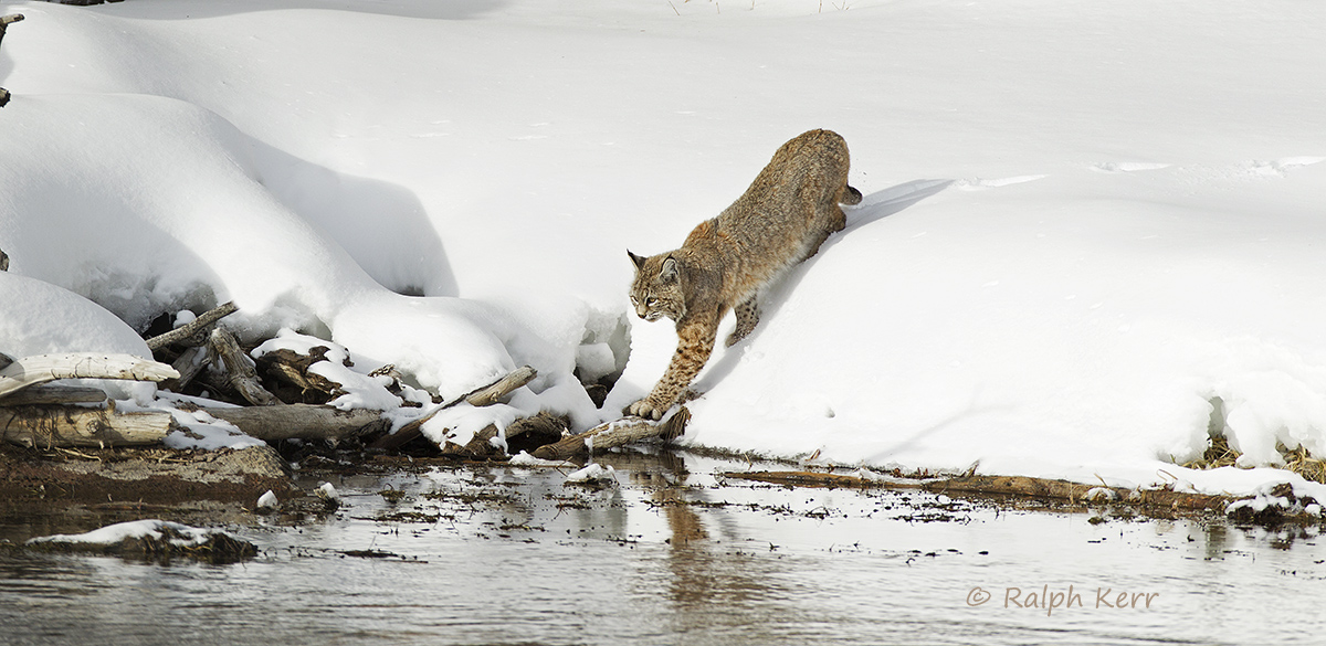Bobcat