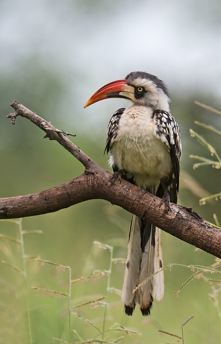 Ruaha Red Billed Hornbil