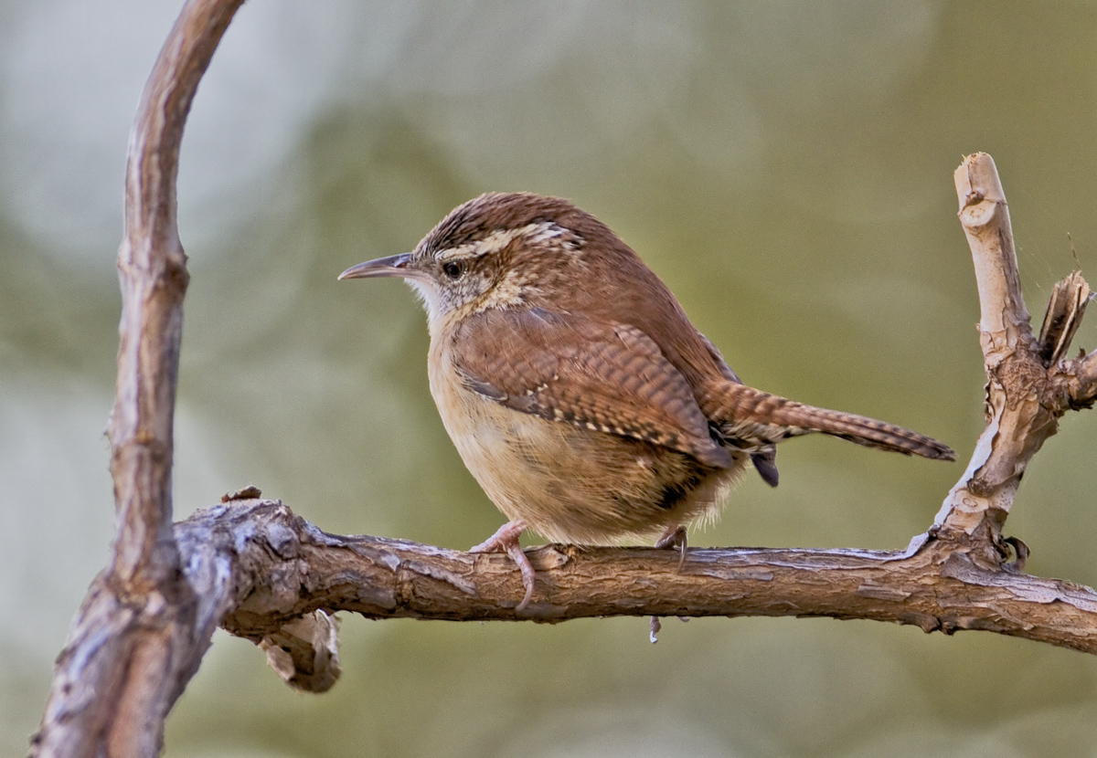 Backyard Wren