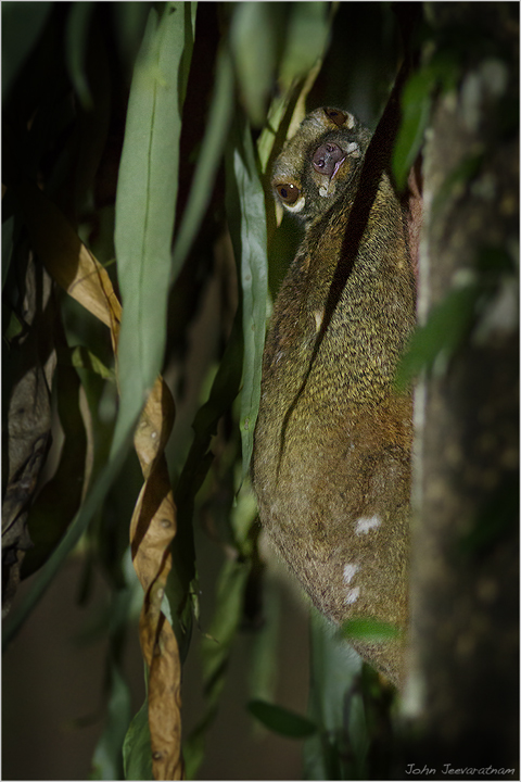 Colugo Flying Lemur