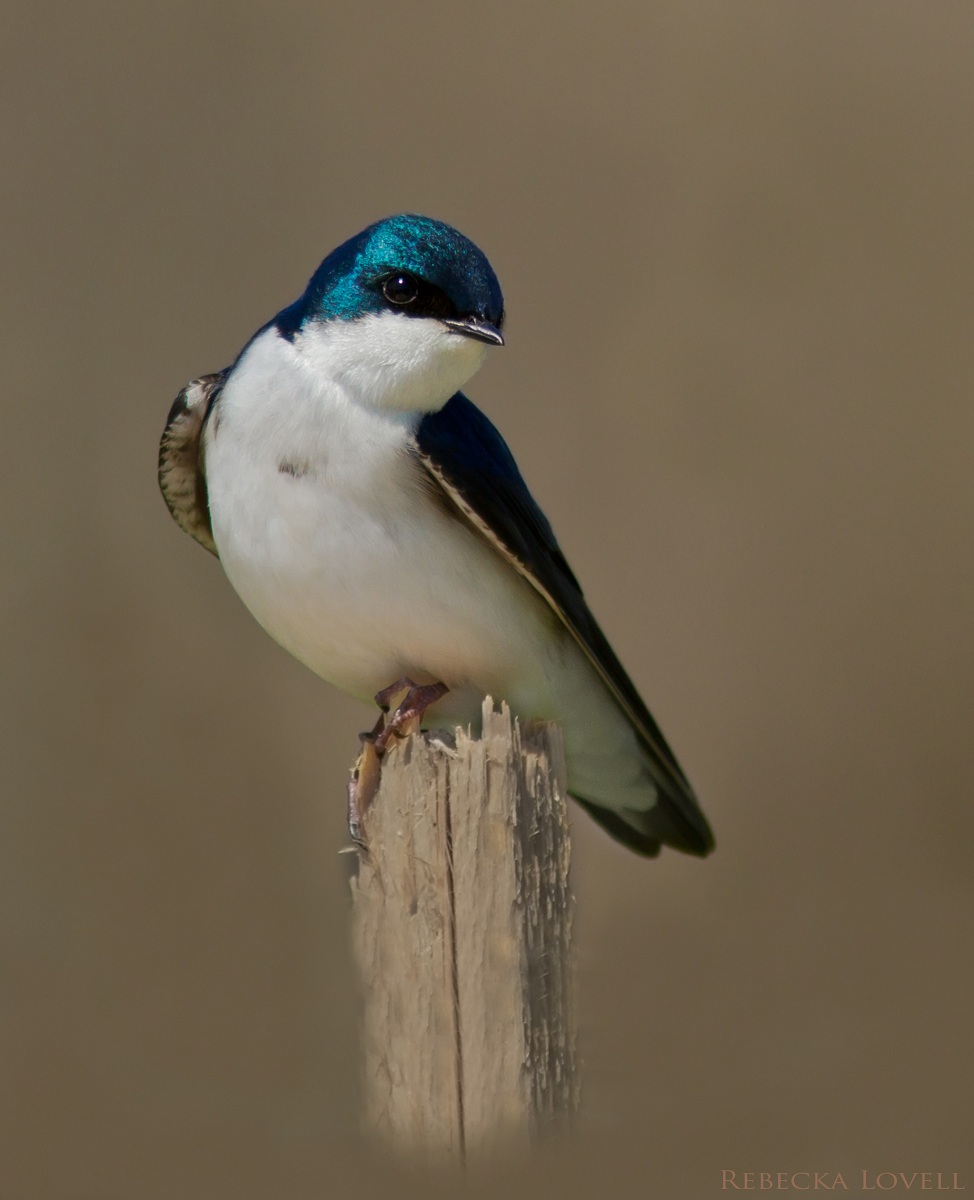 Tree Swallow