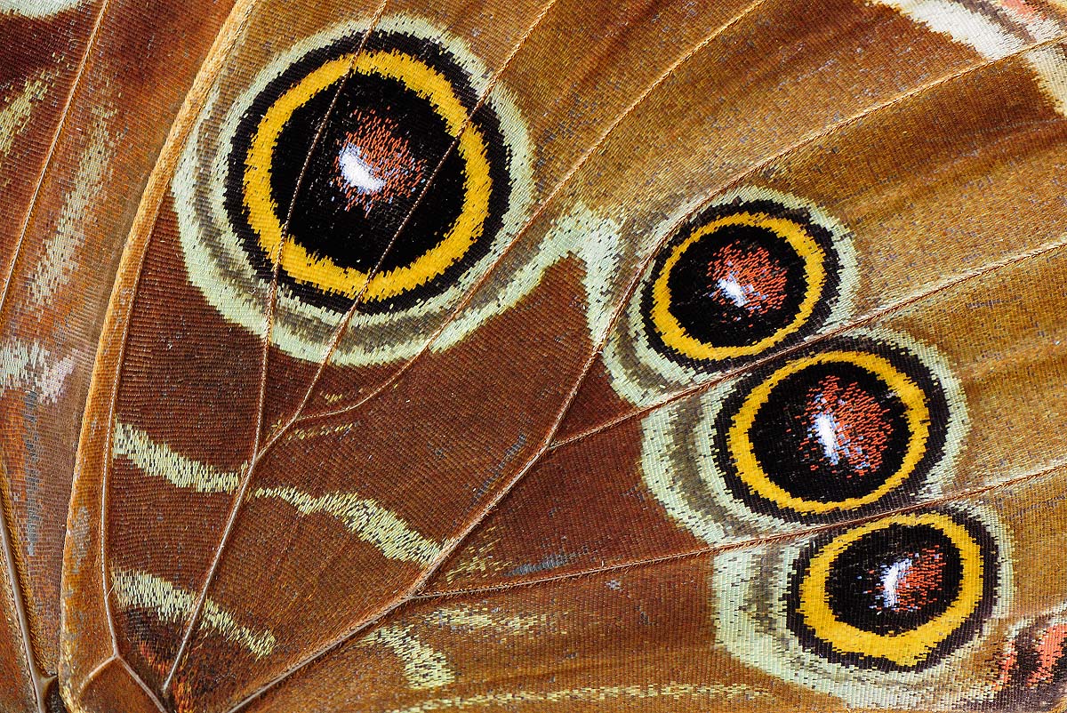 Blue Morpho