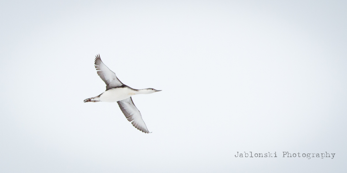 Loon Fly-by