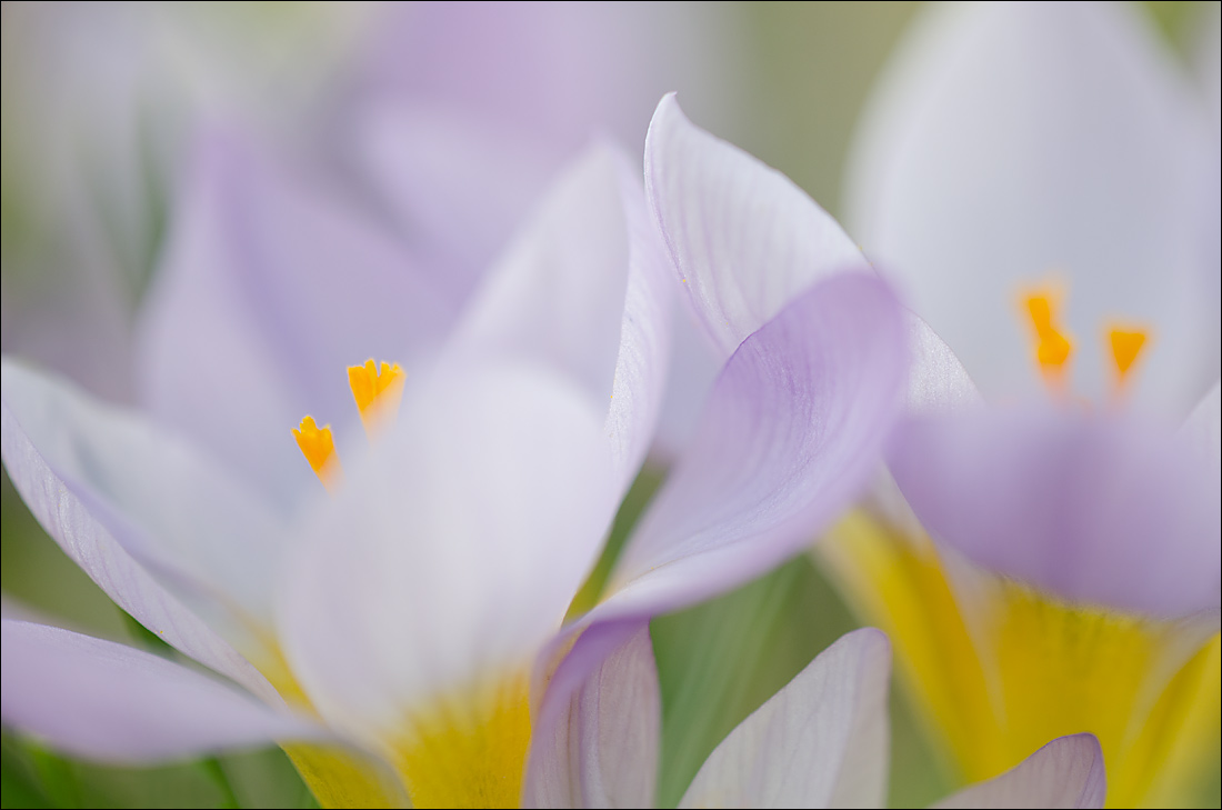 Crocus 4