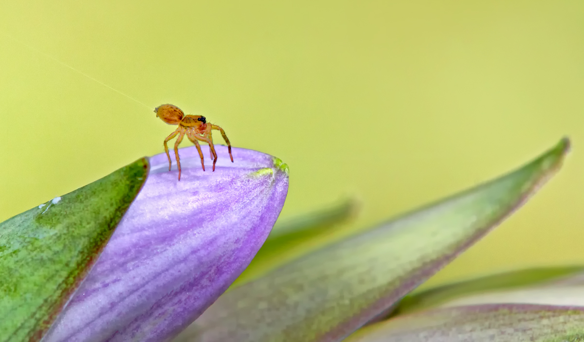 Gentle landing