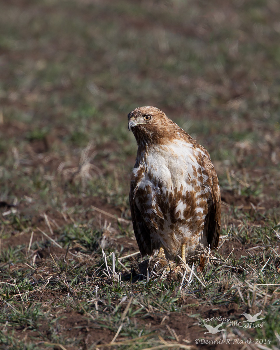 Red-tailed Hawk & Prey