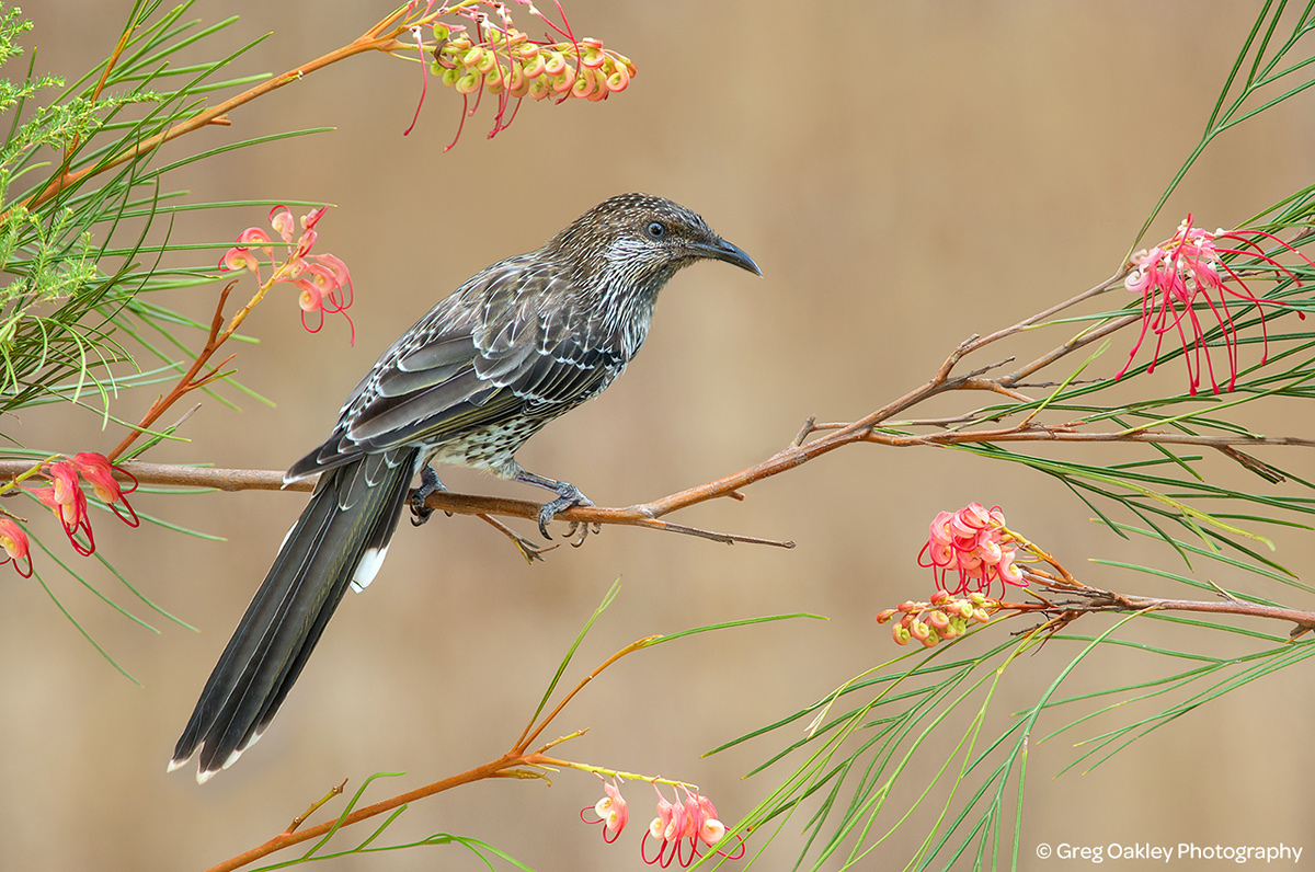 Little Wattlebird