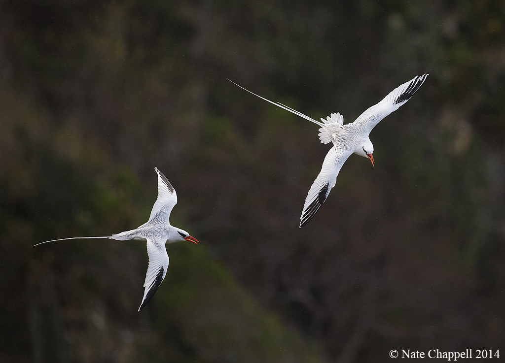 Red-billed Tropicbirds