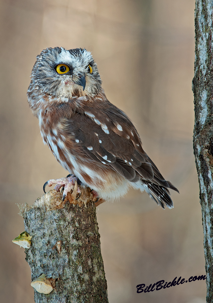 Very  ...Small Owl 