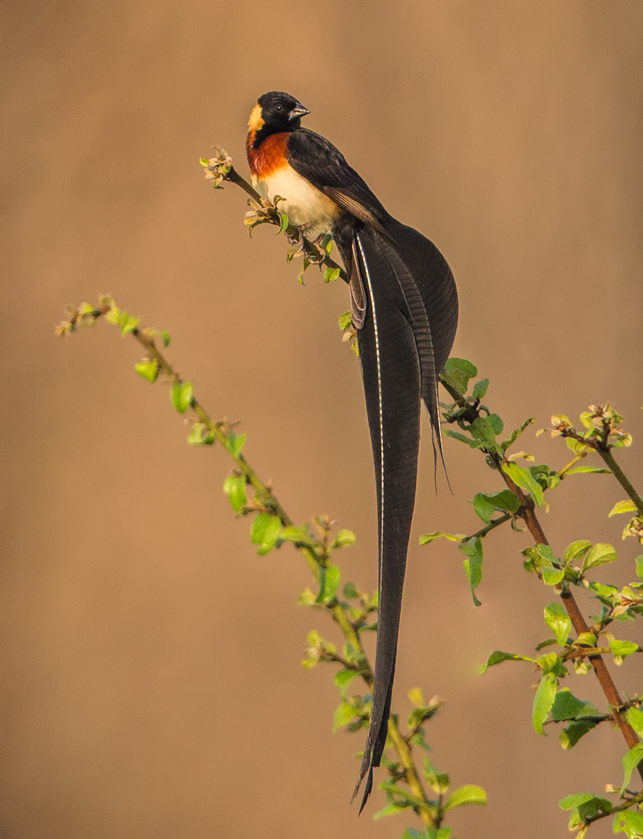 Paradise Whydah
