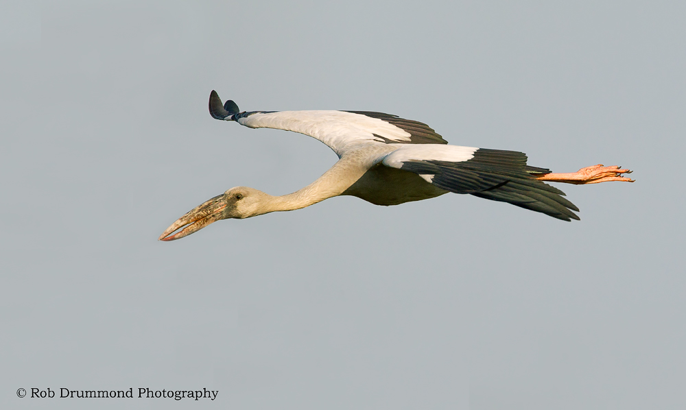 Asian Openbill