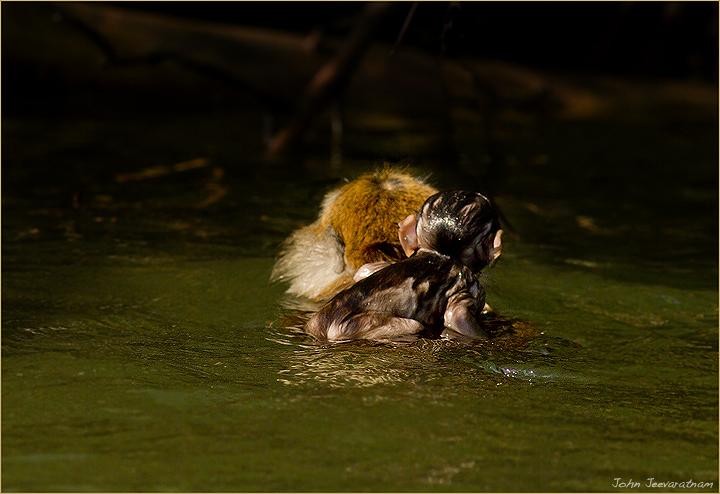 Swimming monkeys