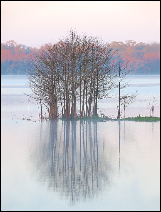 Misty Morning Cypress