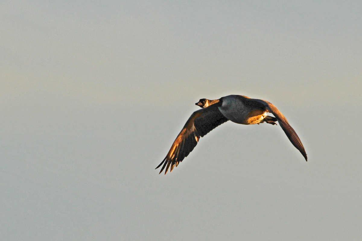 catching up Canada goose