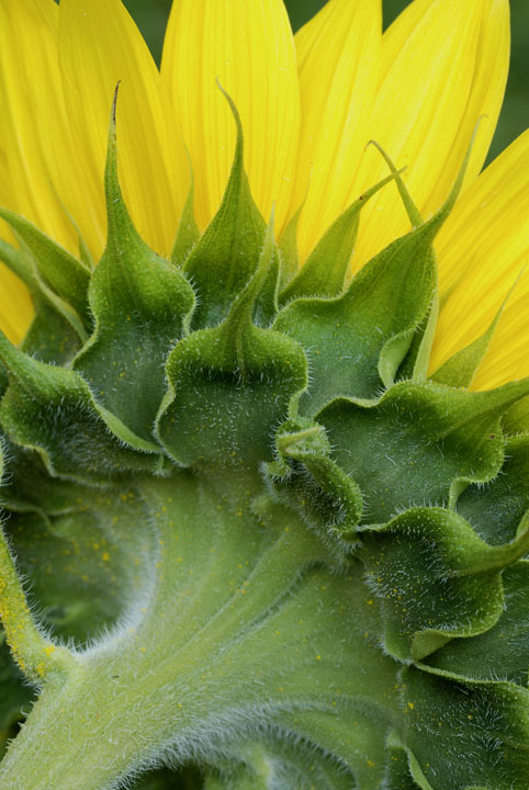 WC #626 Shy Sunflower