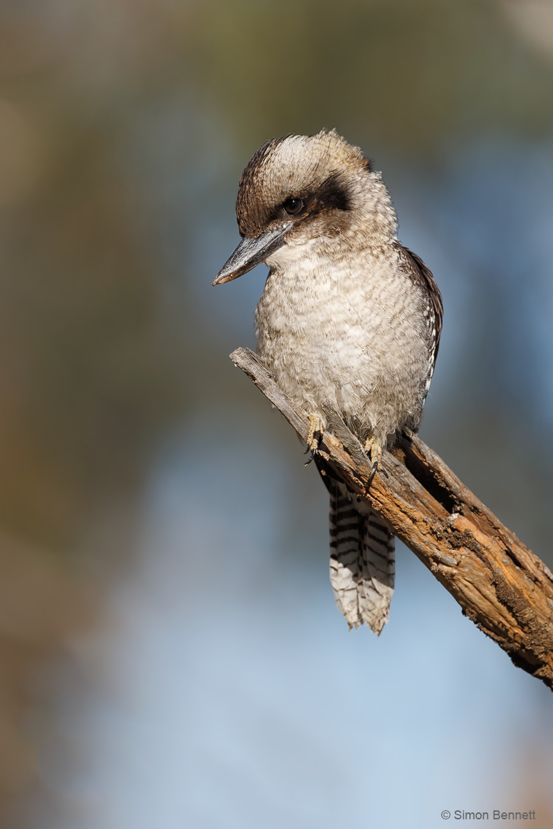 Laughing Kookaburra