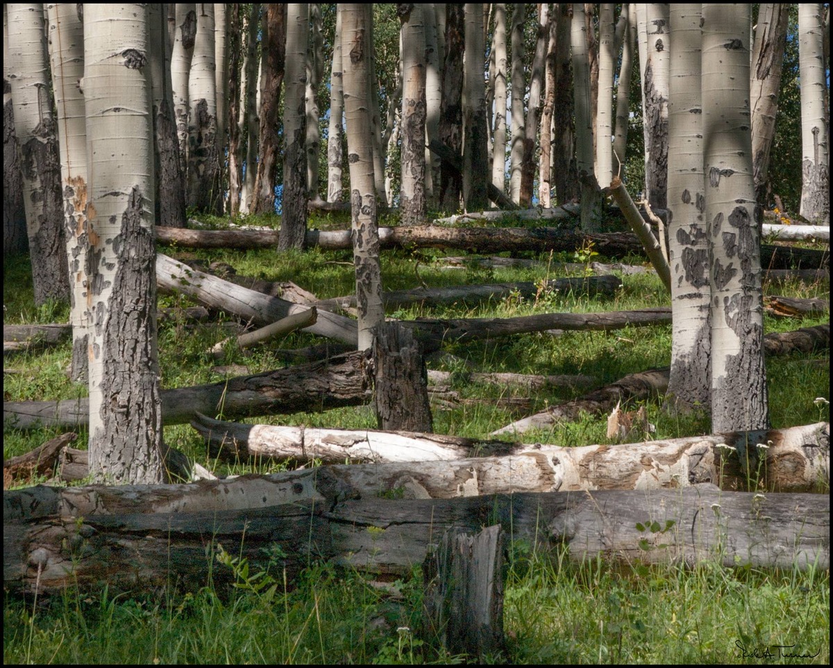 Aspen Grave Yard