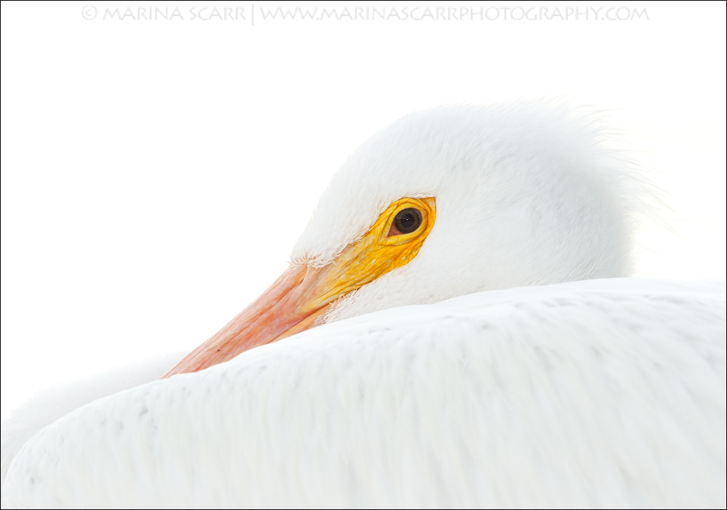 White on White
