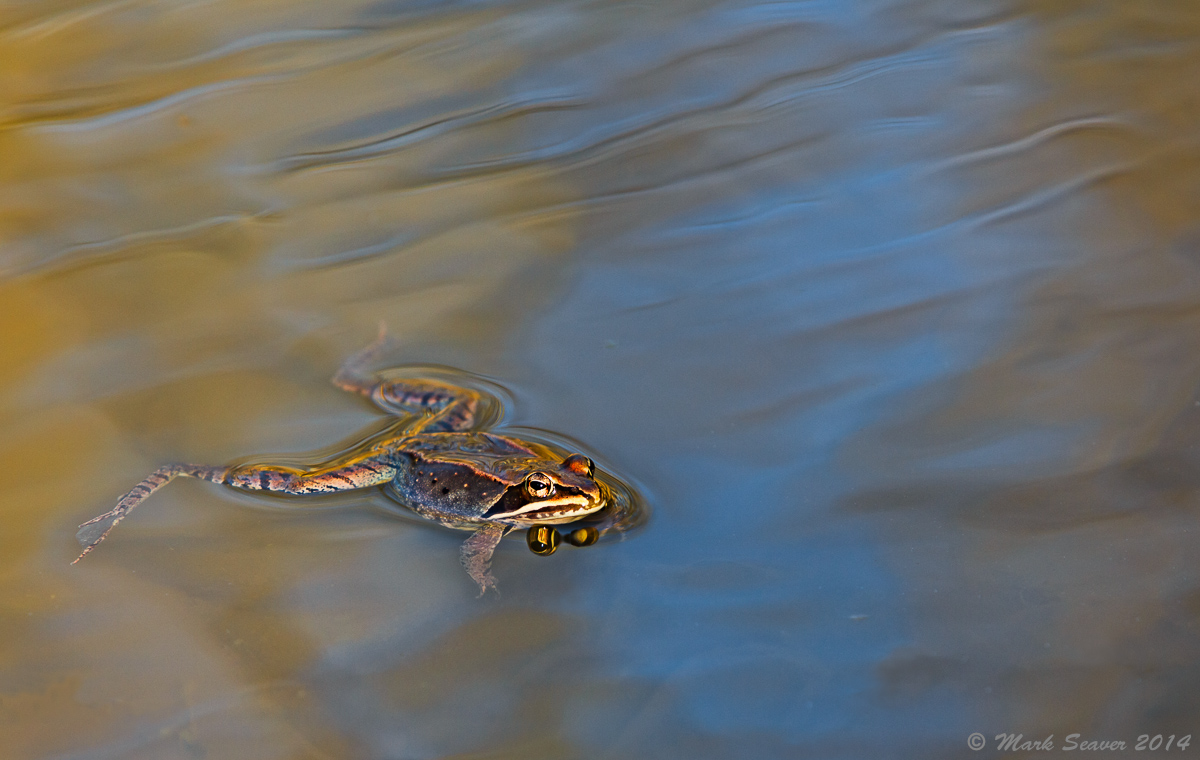Wood Frog Courting + answrs