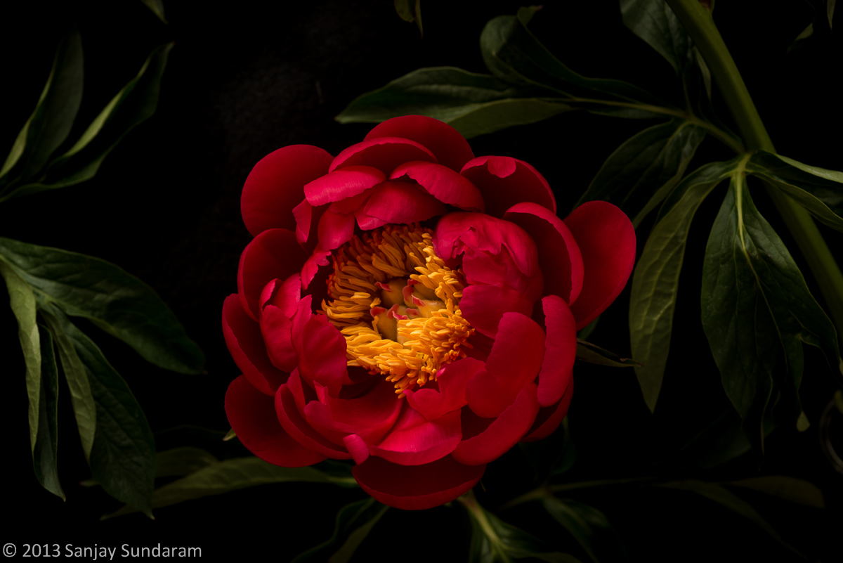 Really Red Peony