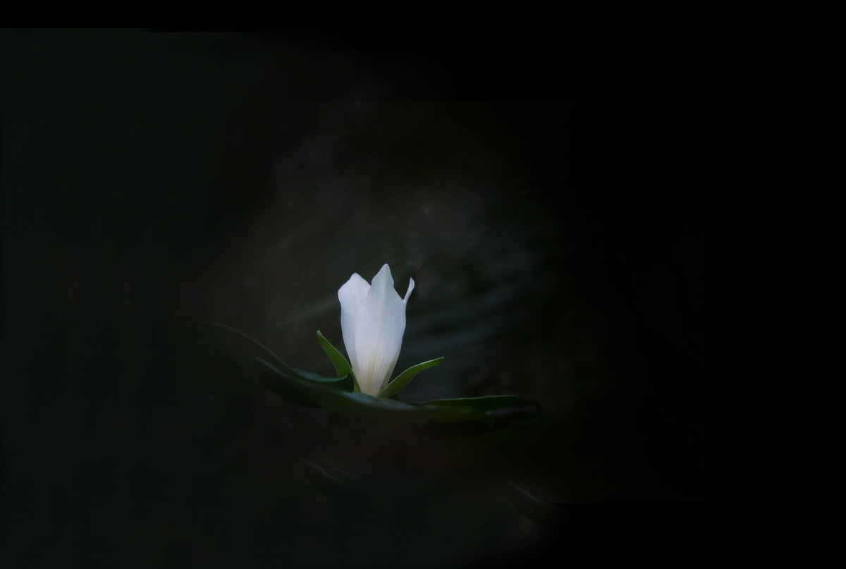 A Light in the Darkness