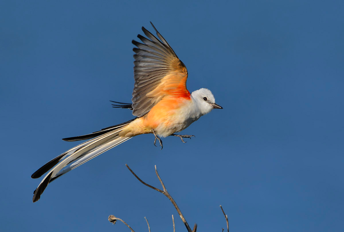 Scissor-tail flycatcher