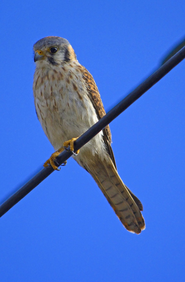 First Attempt--Kestrel