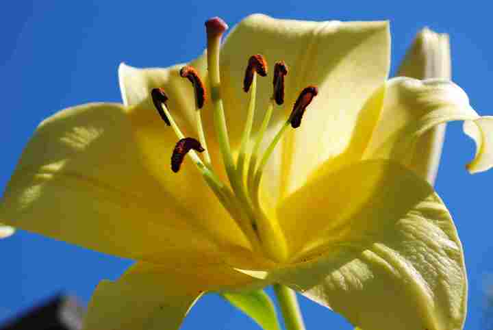 Yellow Lily