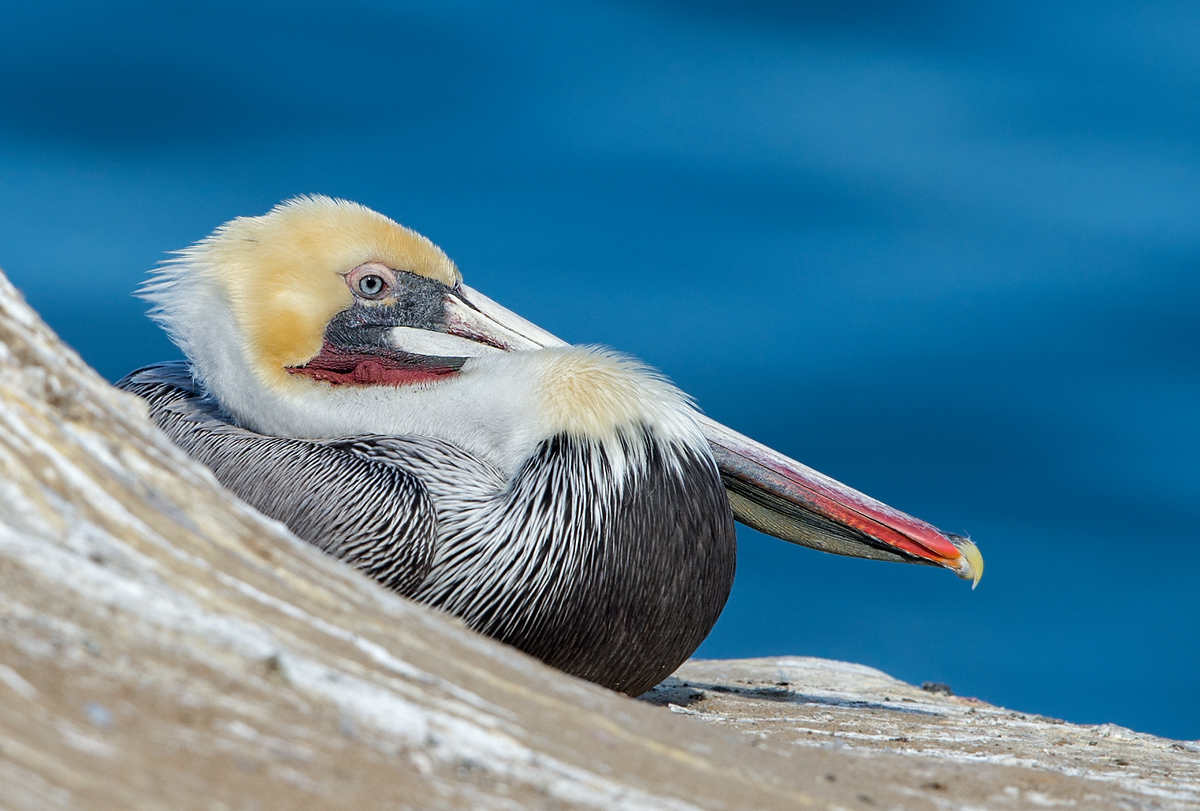 Lazy Pelican