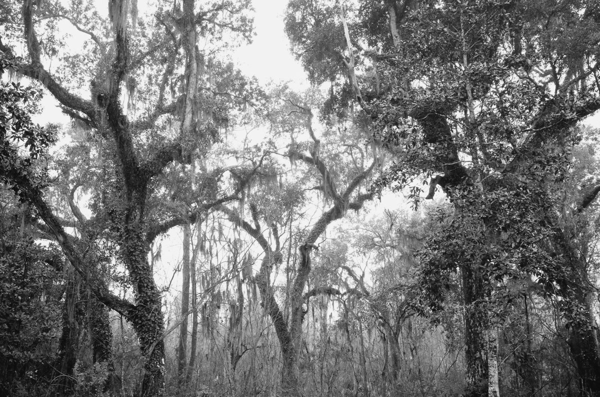 swamp oaks