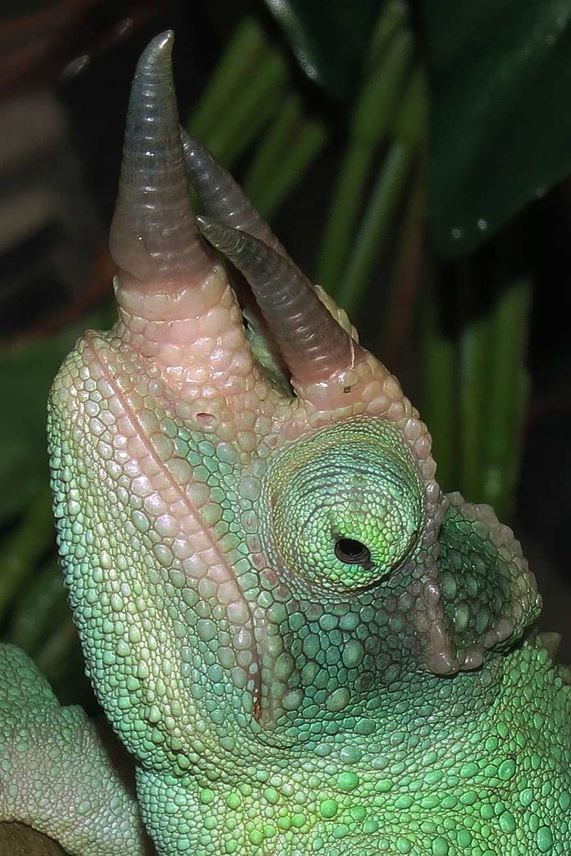 Jacksons chameleon