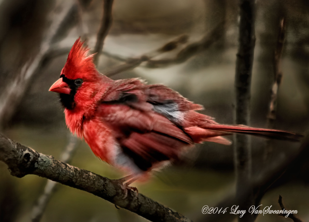 Rockin Redbird