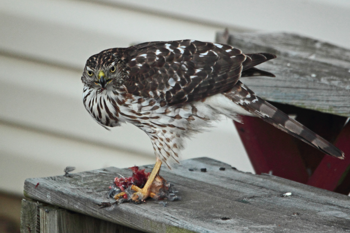 Return of the C. Hawk