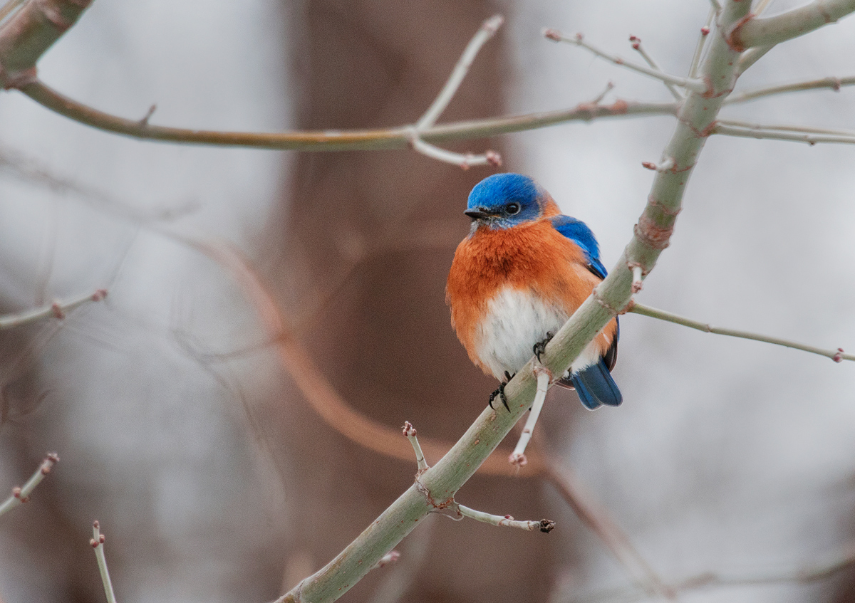 A cold eastern bluebird