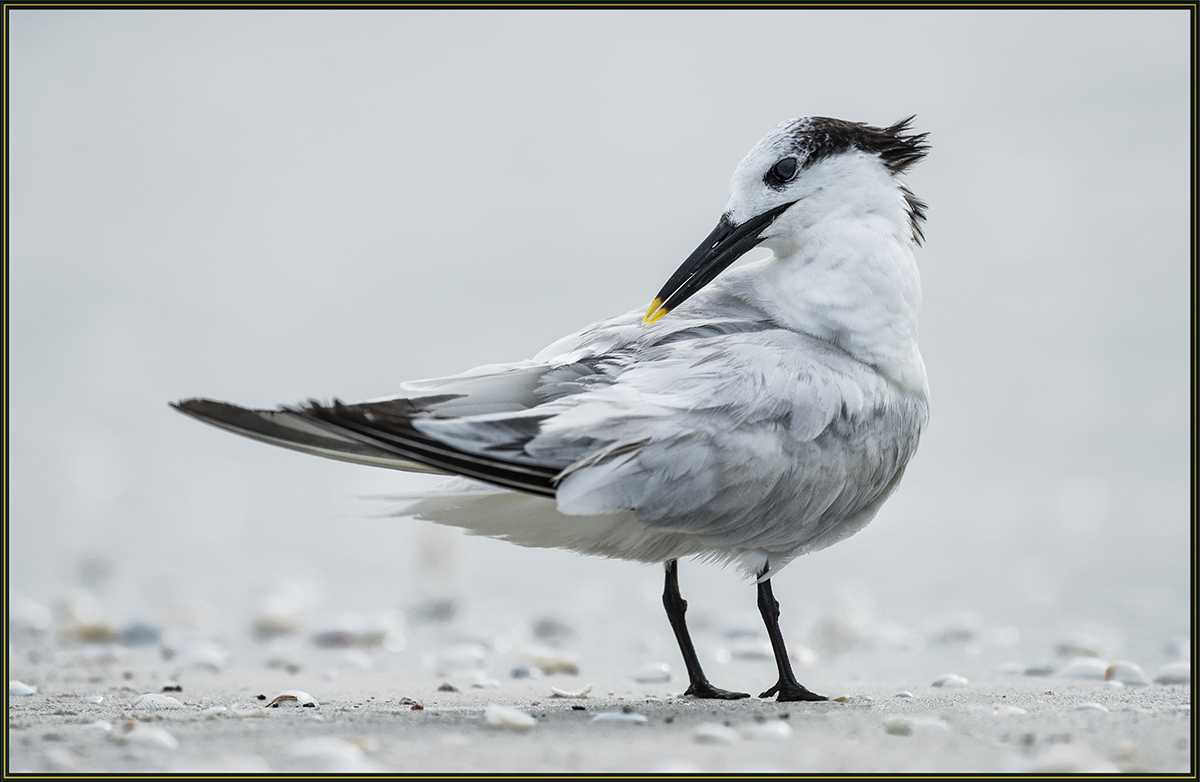 Sandwich Tern