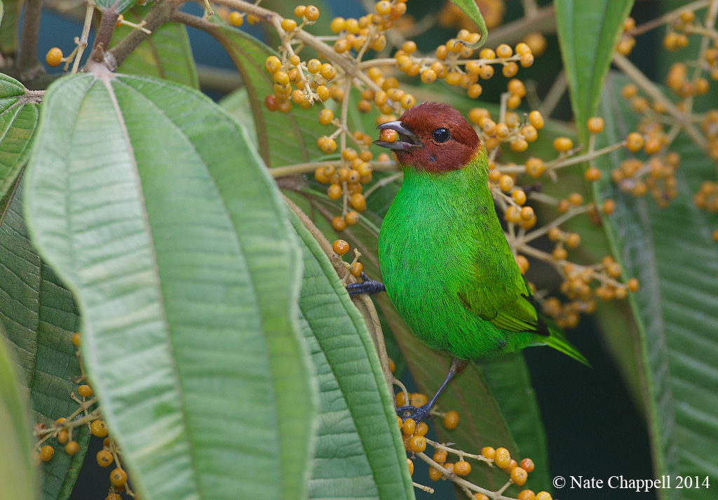 Bay-headed Tanager