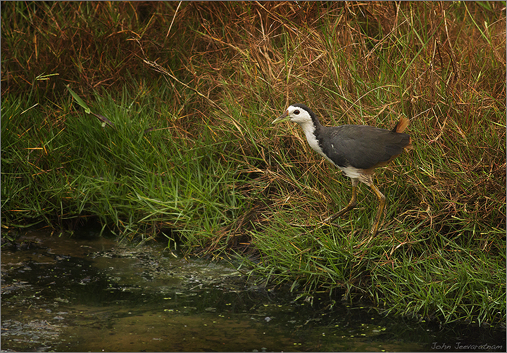White Breasted Waterhen