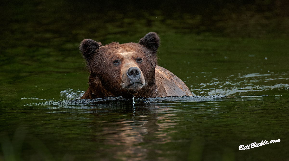 HEAD...Above Water !