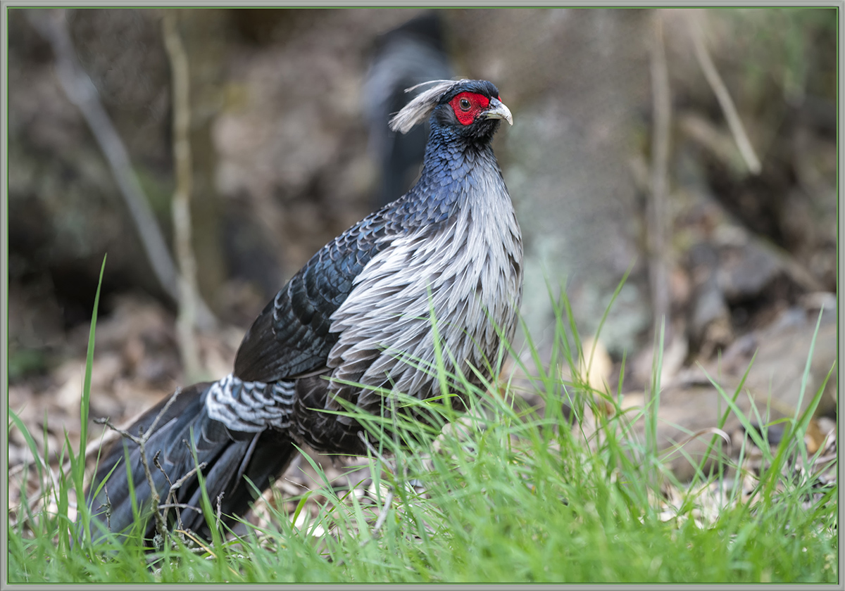 Kalij Pheasant