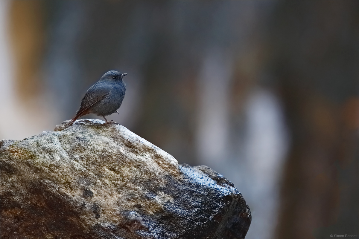 Plumbeous Water Redstart