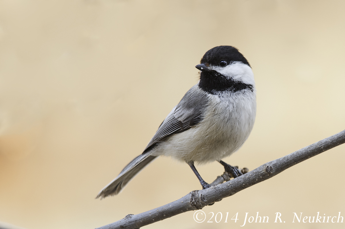 My little Chickadee